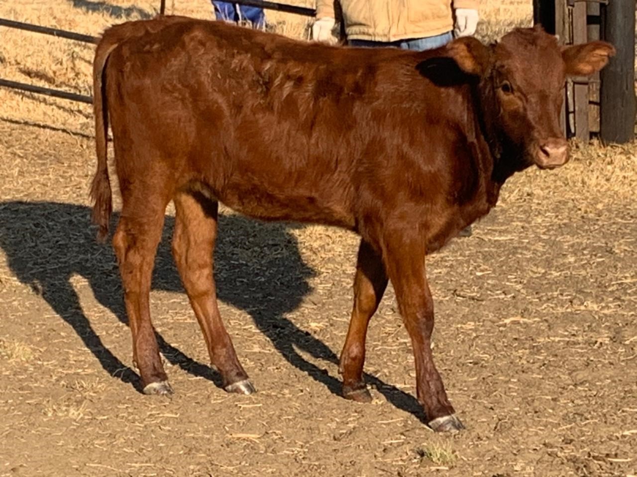 our_cattle1