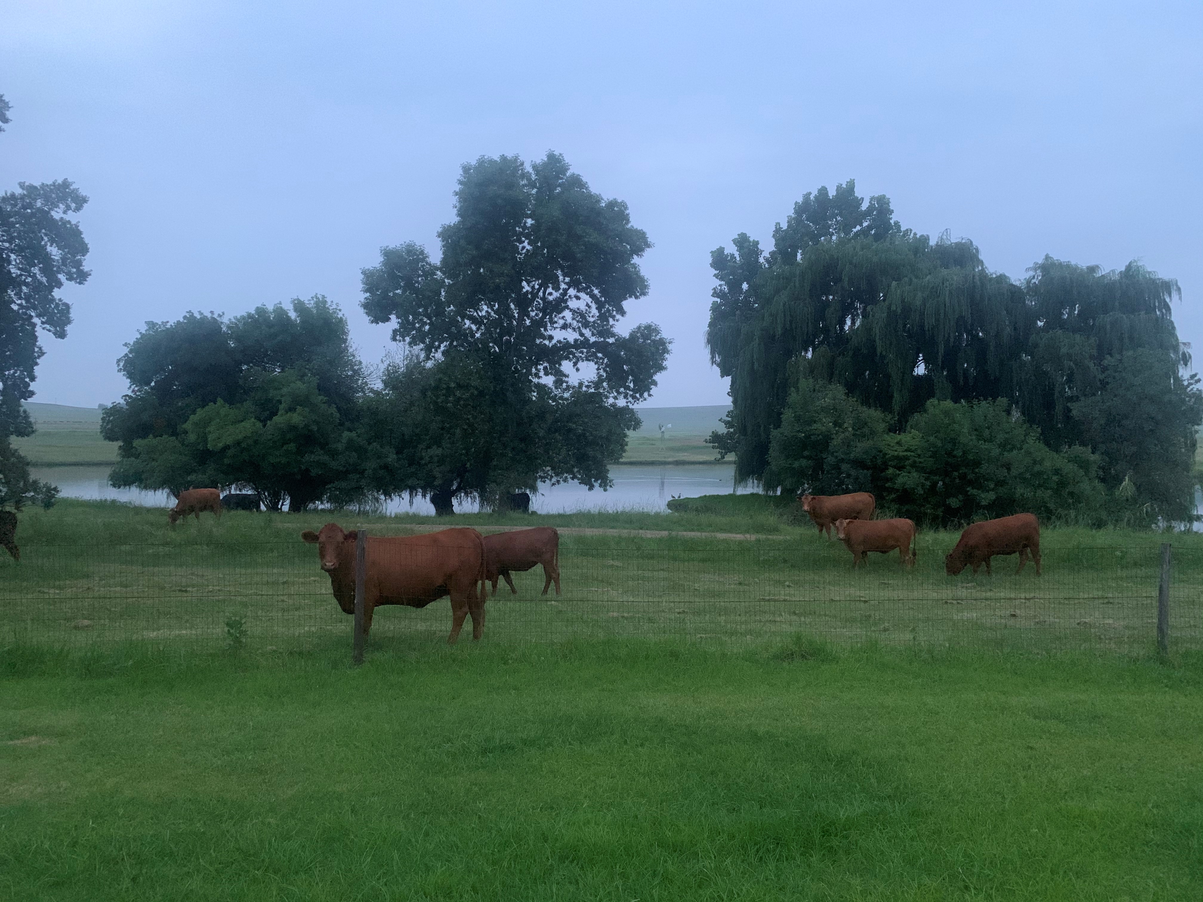 our_cattle2
