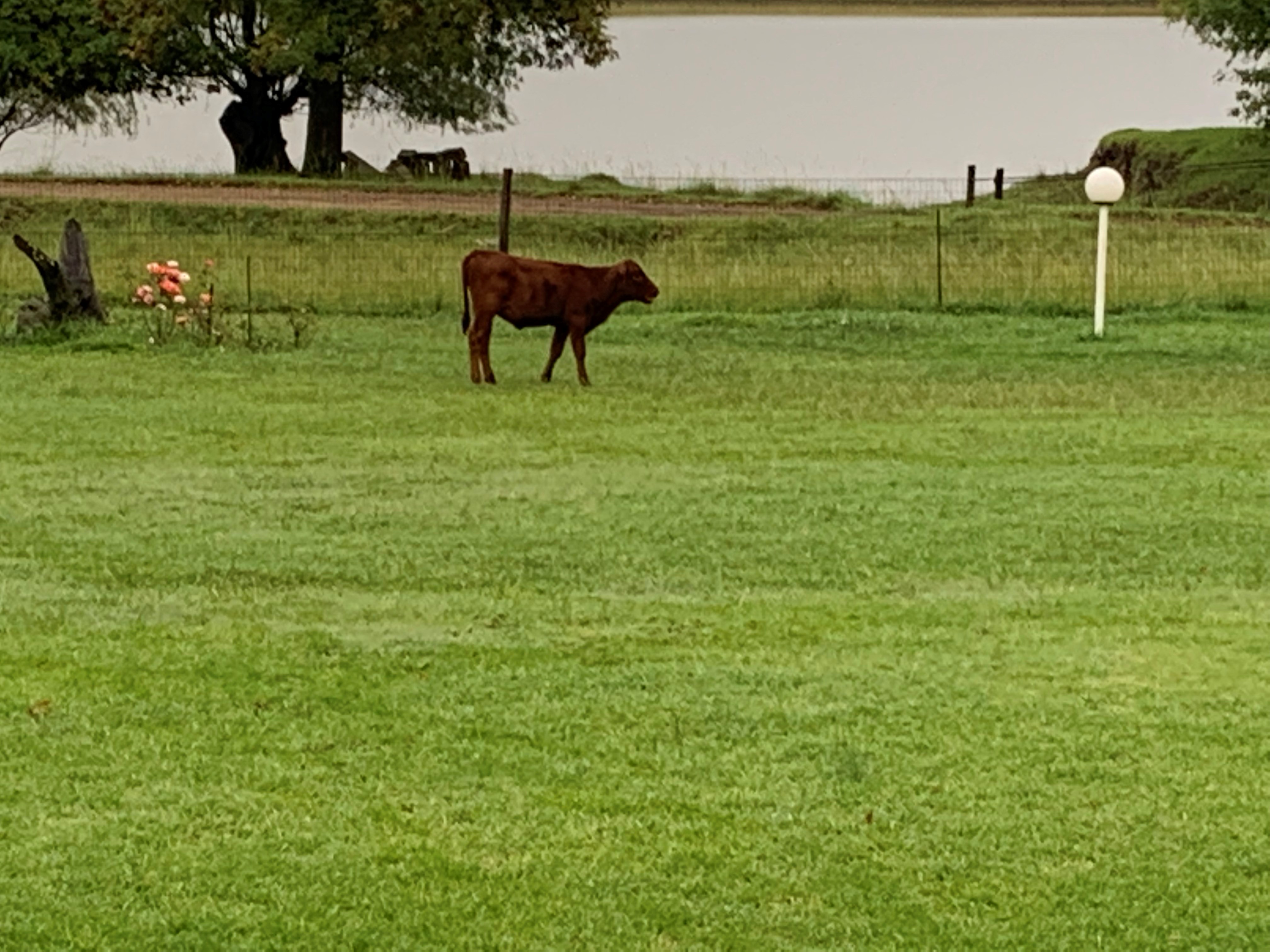 our_cattle3